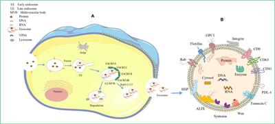 The role of exosomal molecular cargo in exosome biogenesis and disease diagnosis